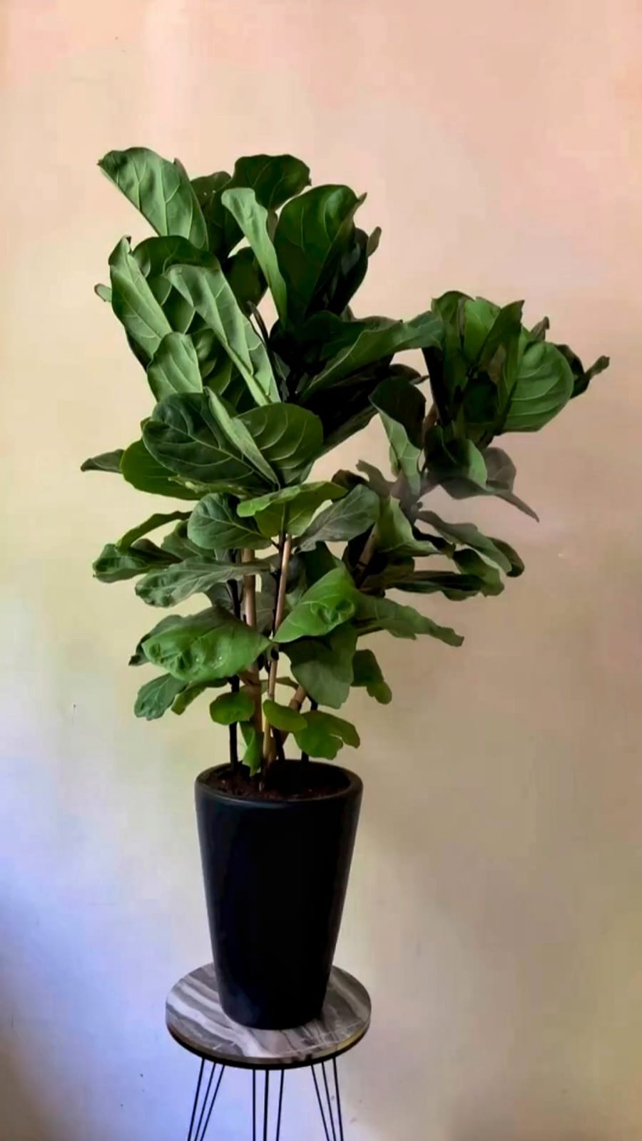 3pp Fiddle in Black or White|130cm