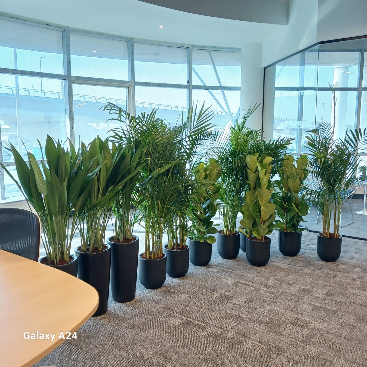 Office Plants Premium 11pcs Office Plants Bundle