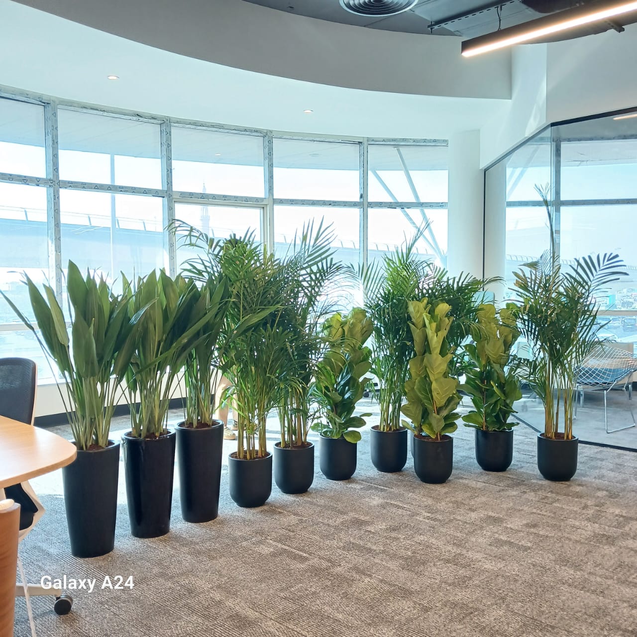 Office Plants Premium 11pcs Office Plants Bundle