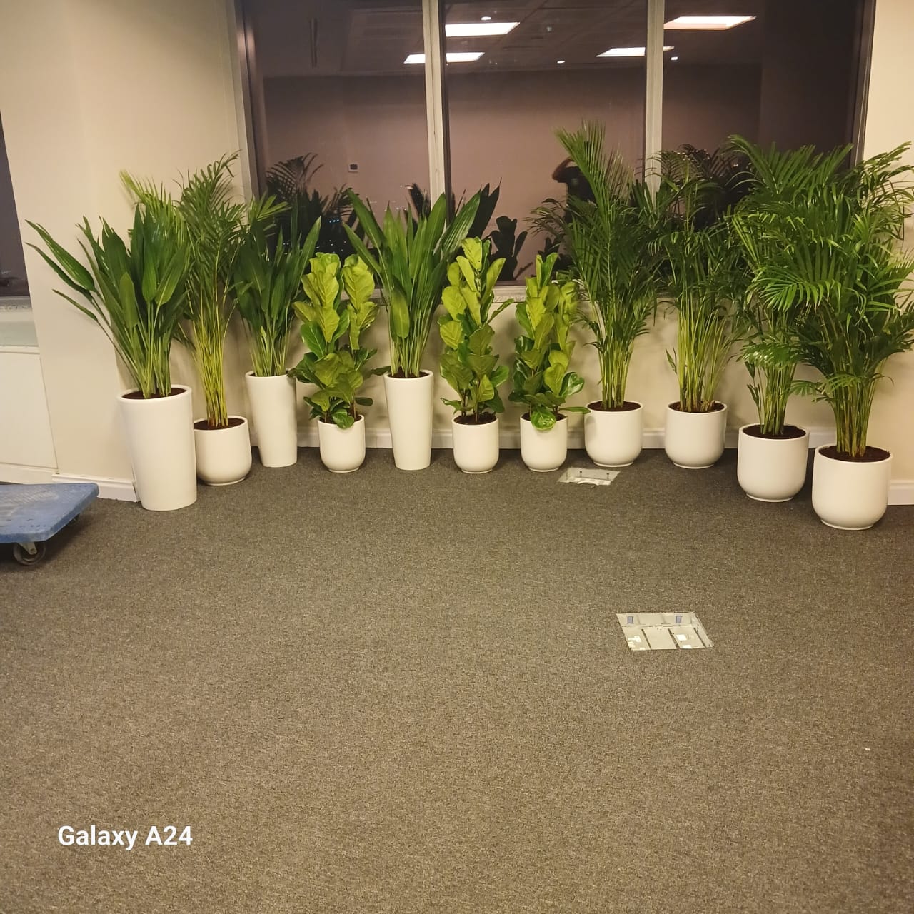 Office Plants Best Seller Bundle 11plants super promo