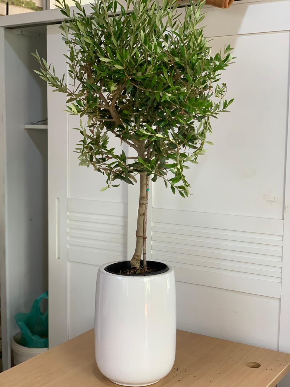 Clearance Sale Medium Olive Tree Wow Sale 💥