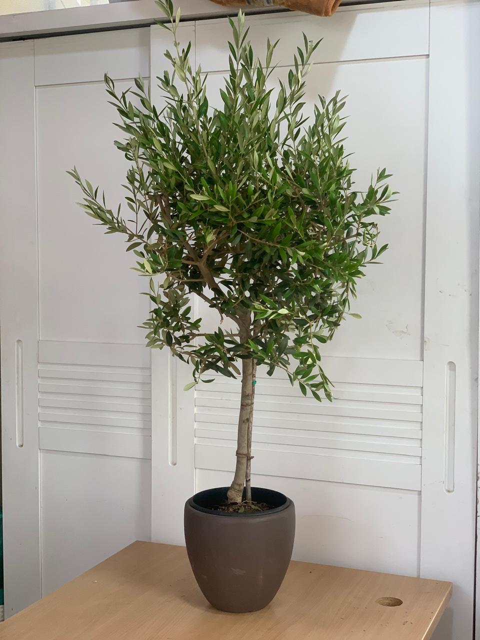 Clearance Sale Medium Olive Tree Wow Sale 💥