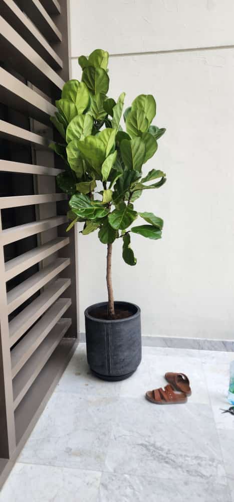Big Fiddle in Fiber Pot| 180cm-200cm