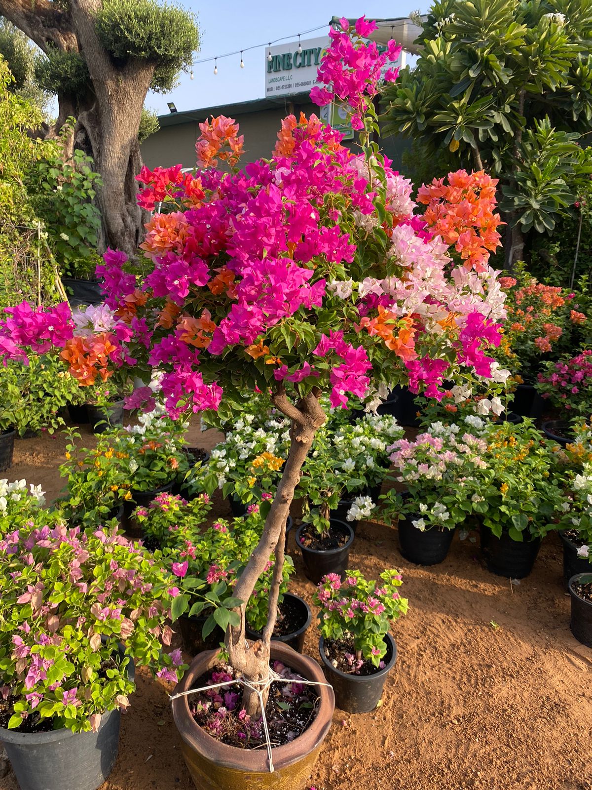 Bougainvillea Mixed Color Bonsai Plants UAE