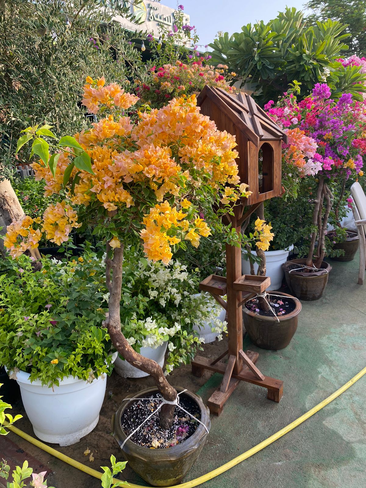 Bougainvillea Mixed Color Bonsai Plants UAE