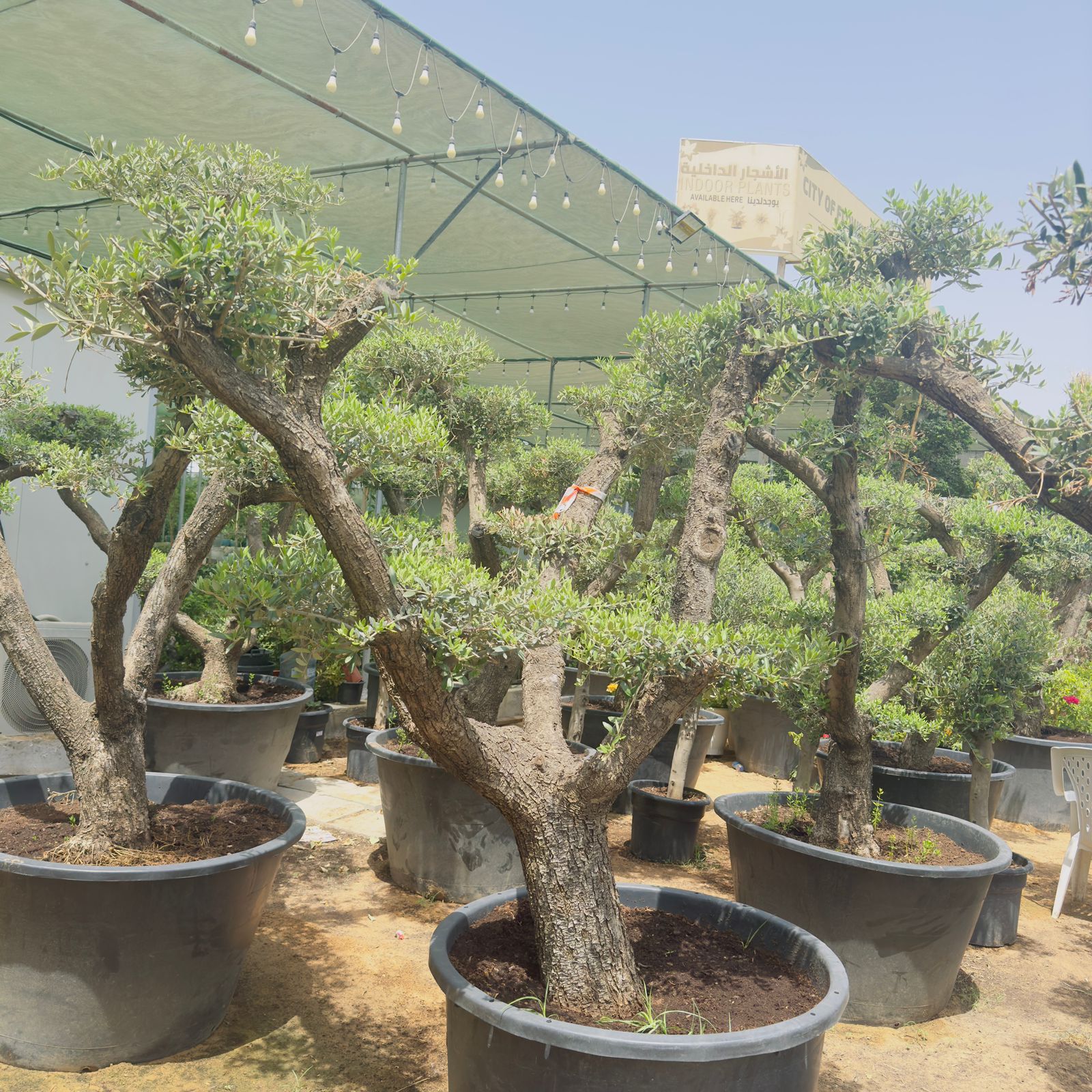 Olive Bonsai XXL