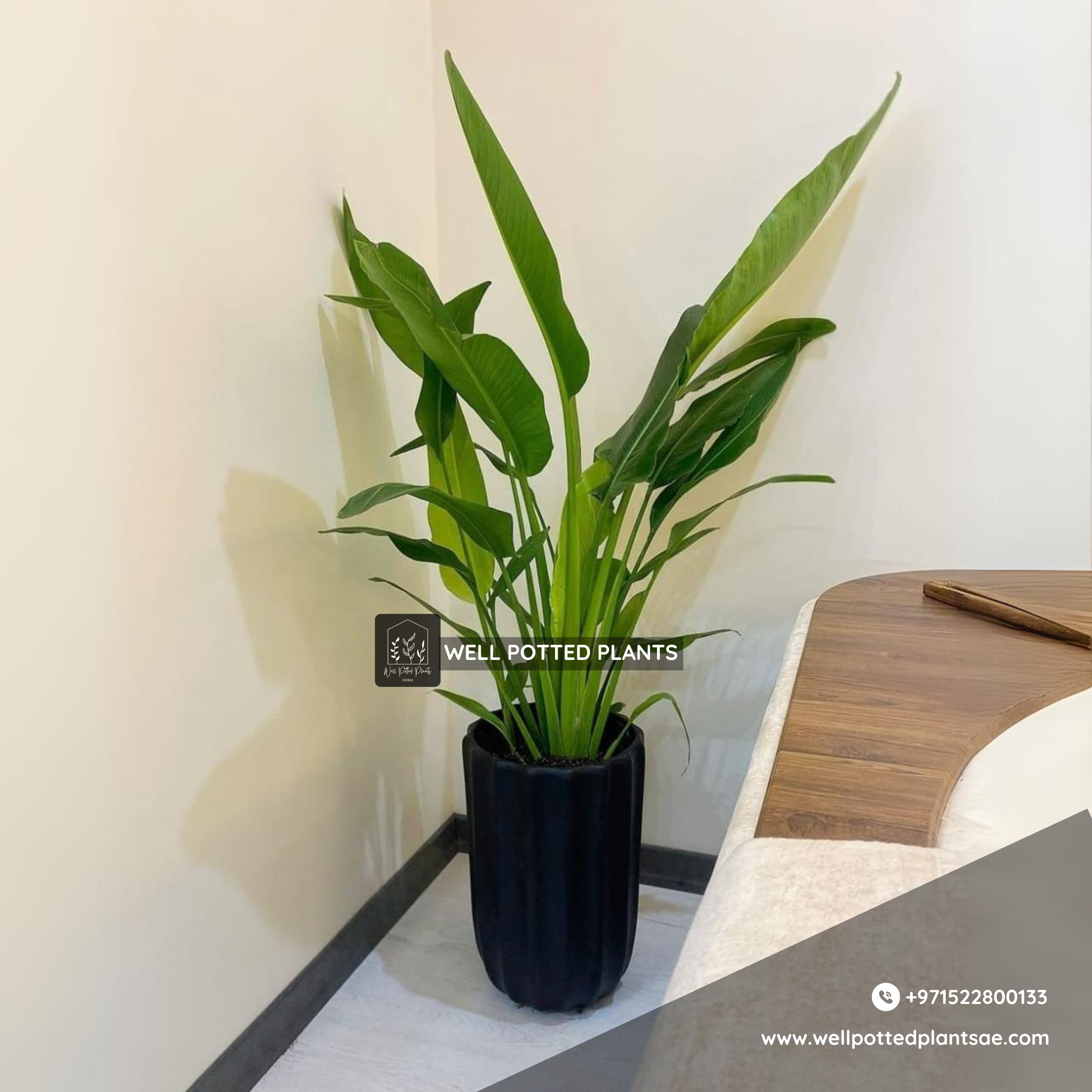 Travellers Palm Promo 150cm to 180cm