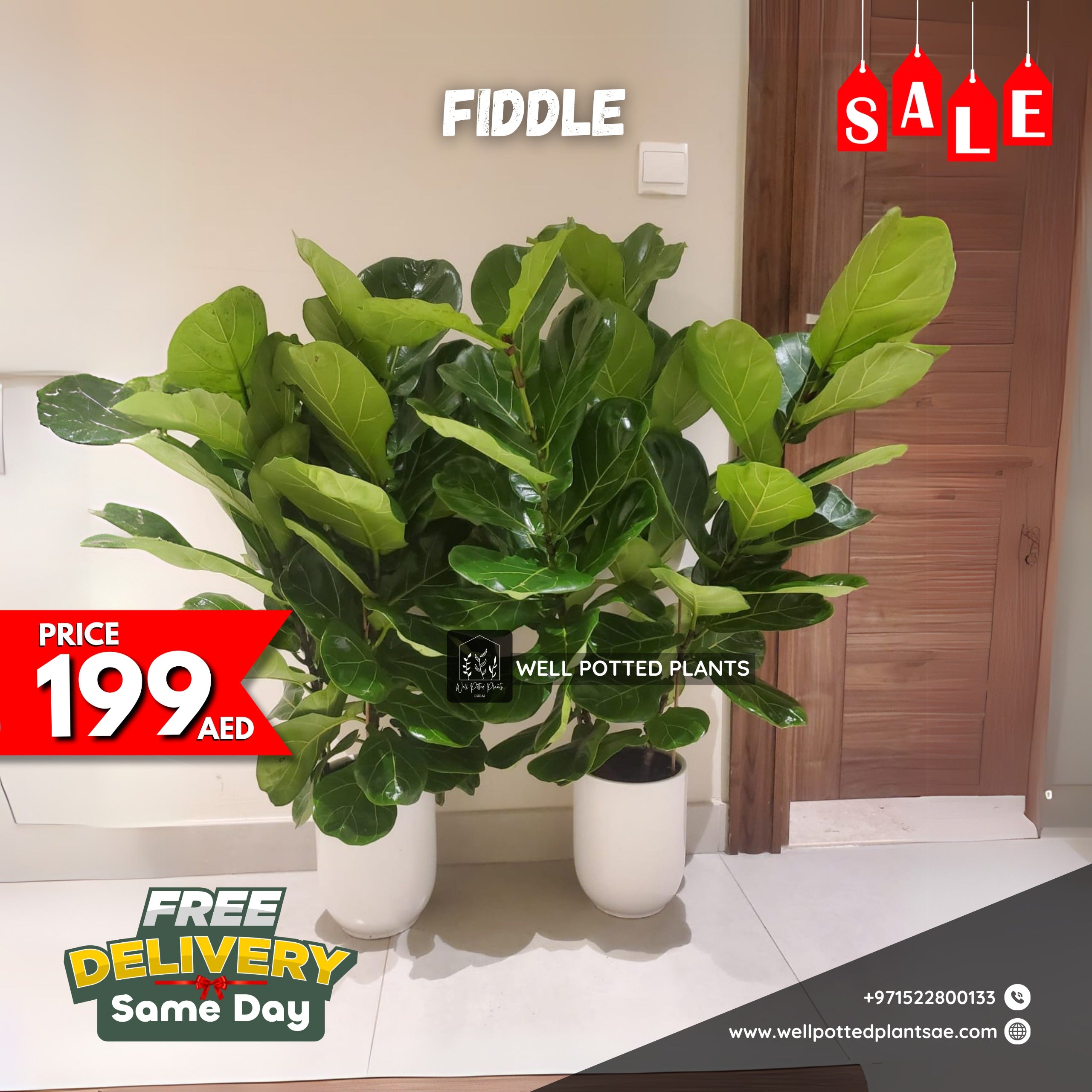 Premium fiddle each in white pot|130cm