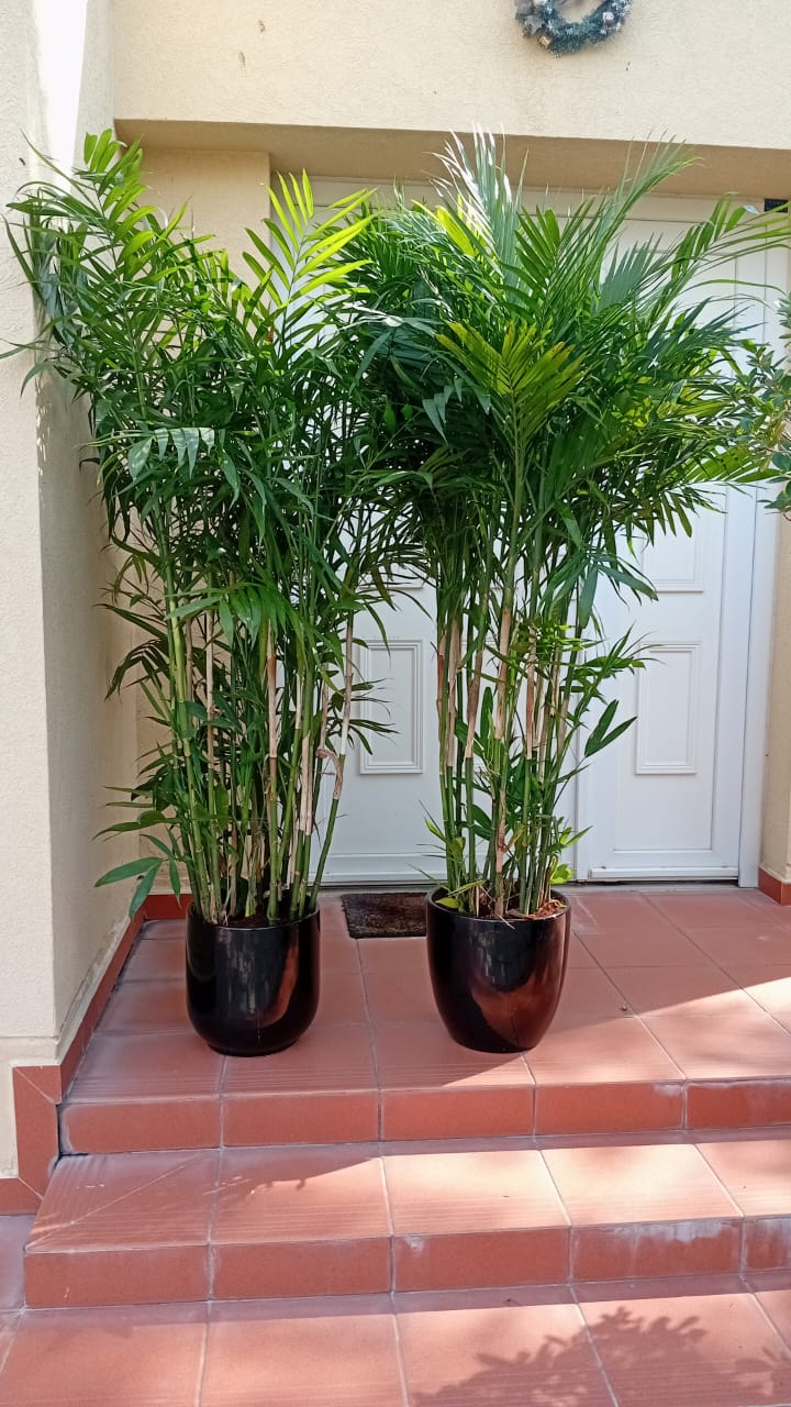 Bamboo Palm (150 to 180cm) IN WHITE PROMO Buy 1 Get 1 Free
