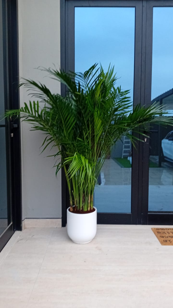 Bamboo Palm (150 to 180cm) IN WHITE PROMO Buy 1 Get 1 Free