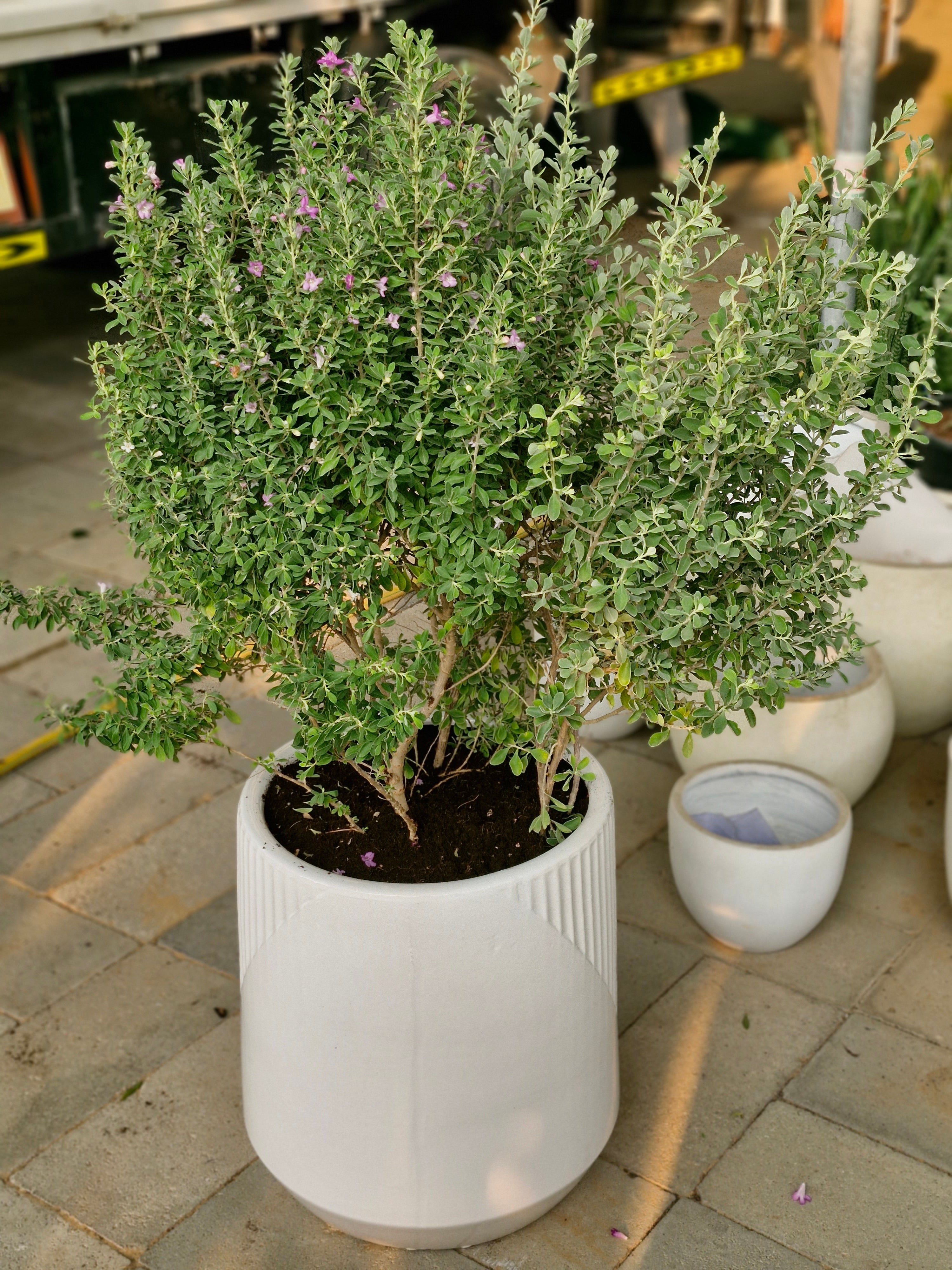 Lavender Lights Large (Leucophyllum) Plants UAE.