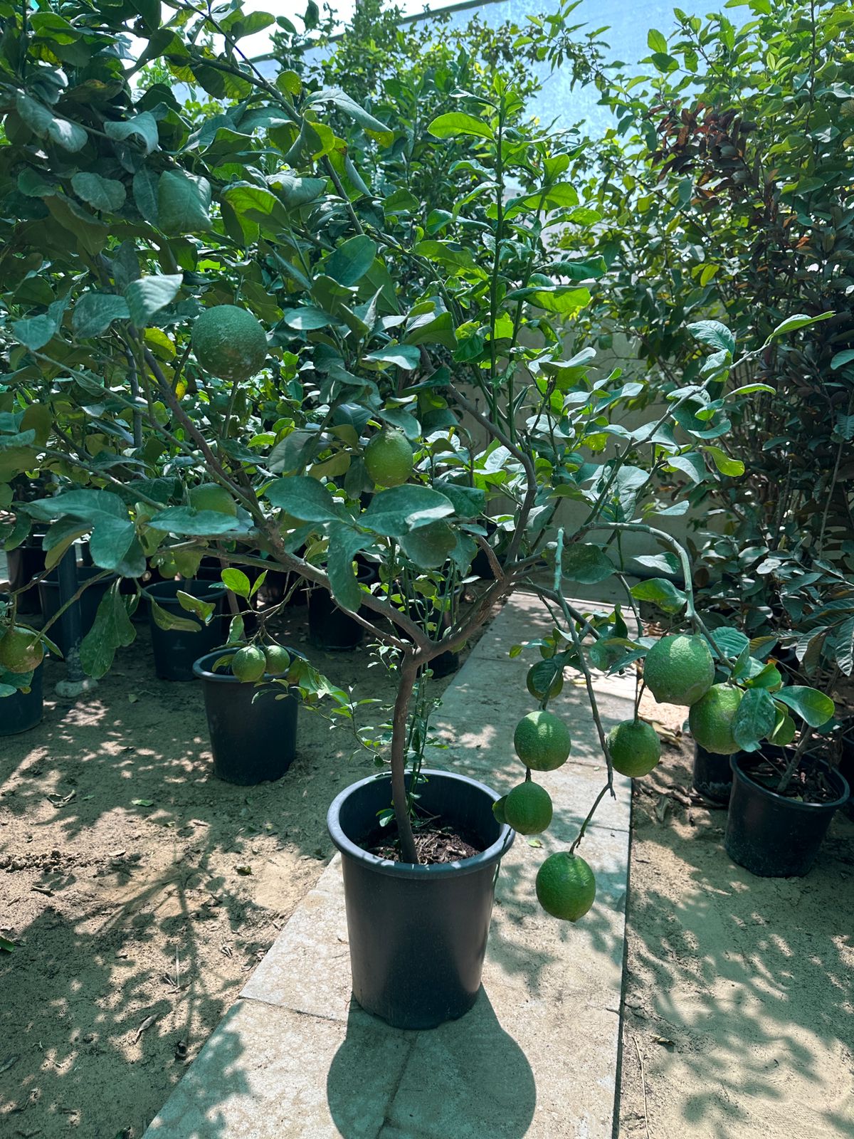 Lemon yellow in Nursery Pot Big Plants UAE