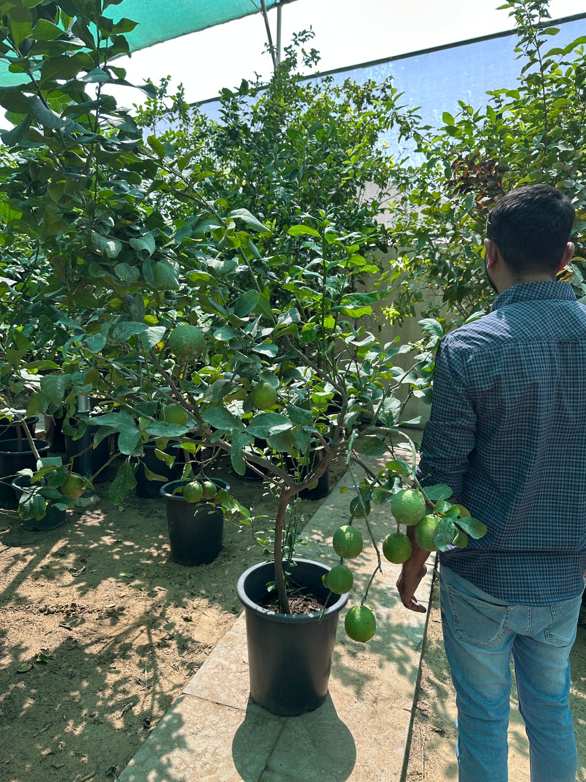 Lemon yellow in Pot Big Outdoor Plants UAE