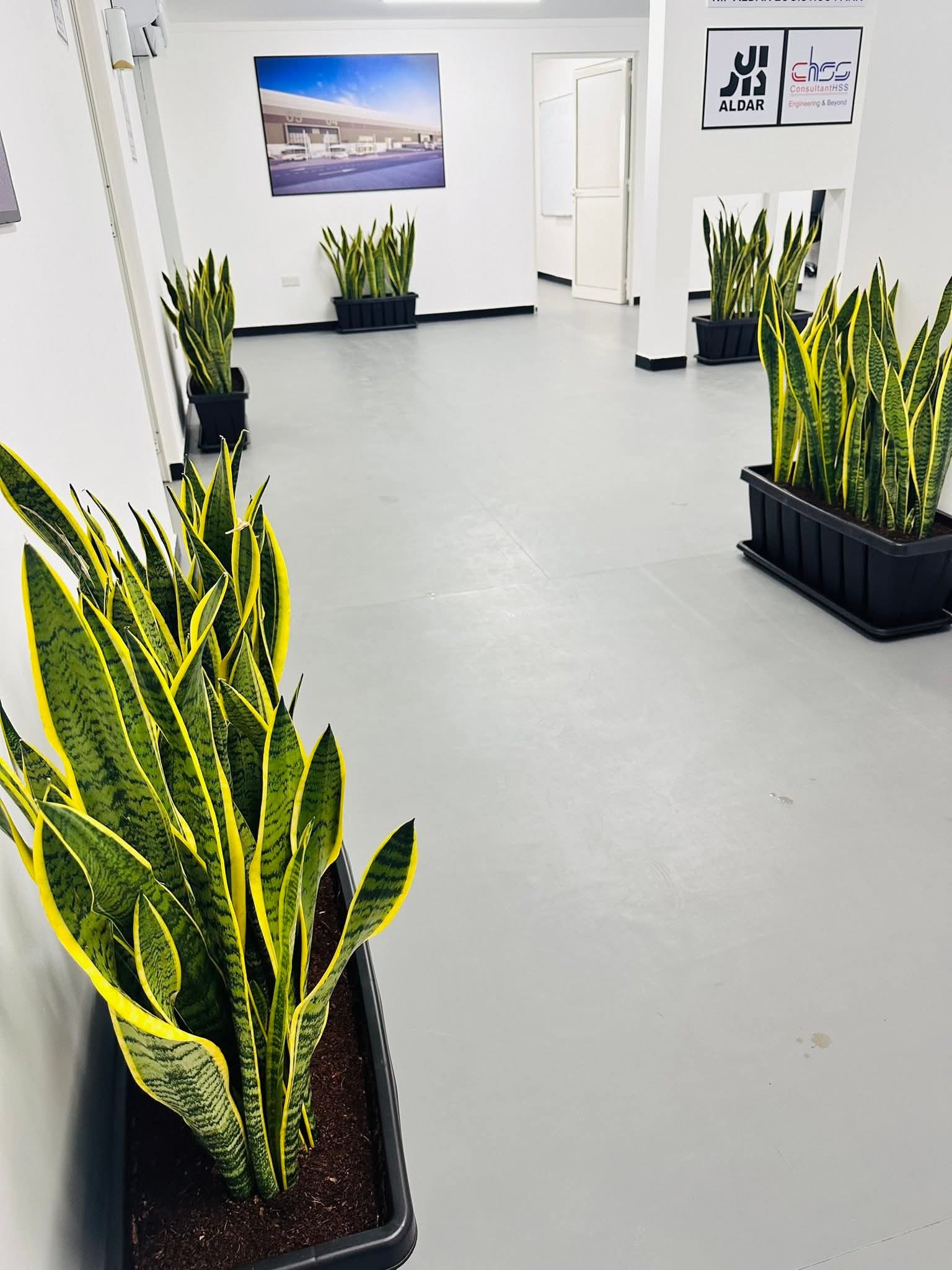 Office Plants Snakeplant in Plastic Rectangle Pot Plants UAE