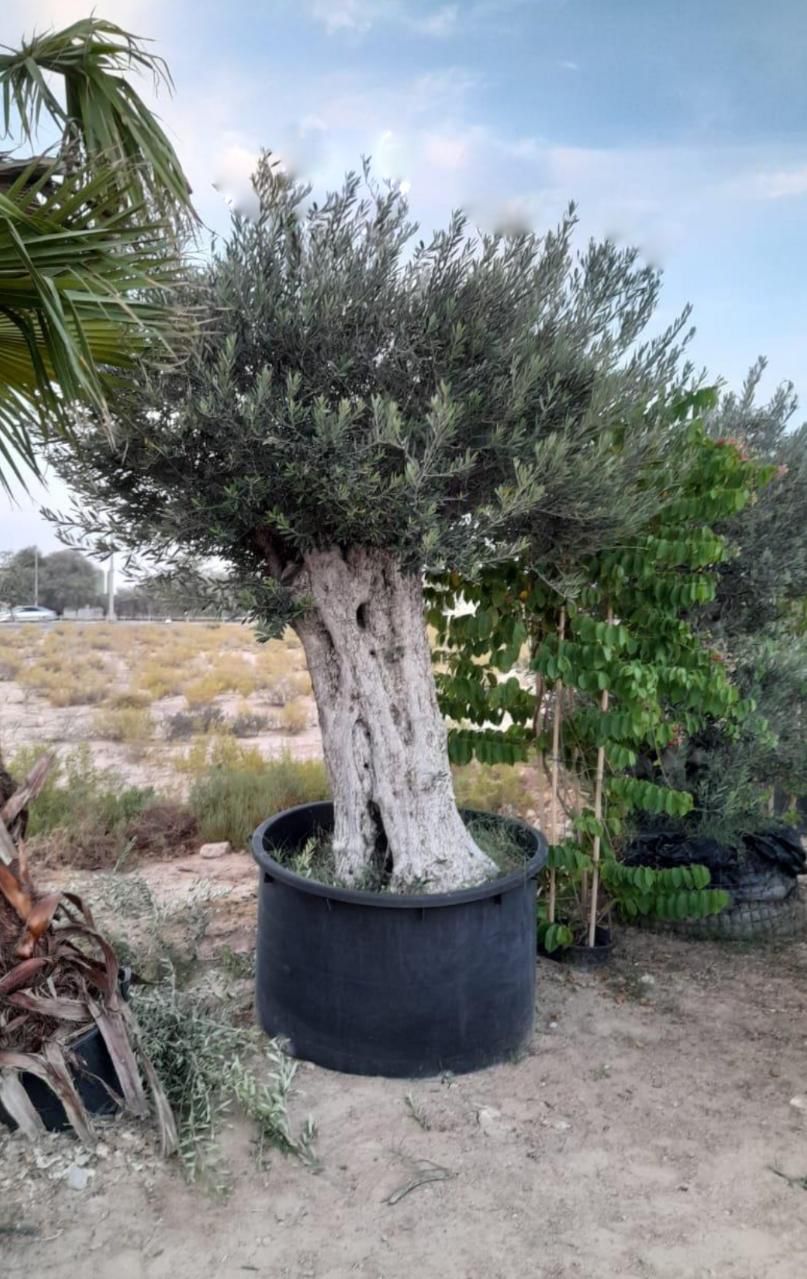 Olive Tree Aged 30 to 50 years Old PROMO Outdoor Plants Dubai
