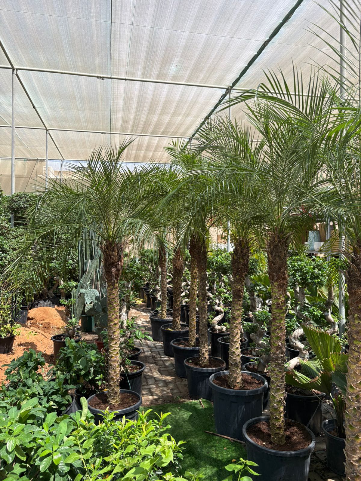 Phoenix Palm Tree Thailand Outdoor Plants UAE.