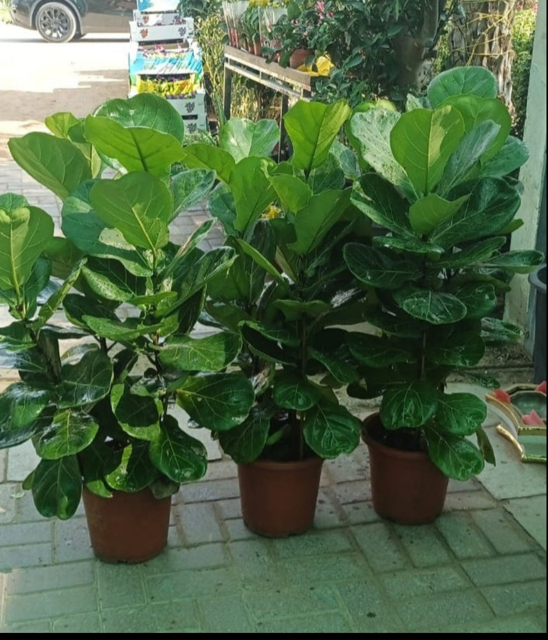 3pp Fiddle in Black or White|130cm
