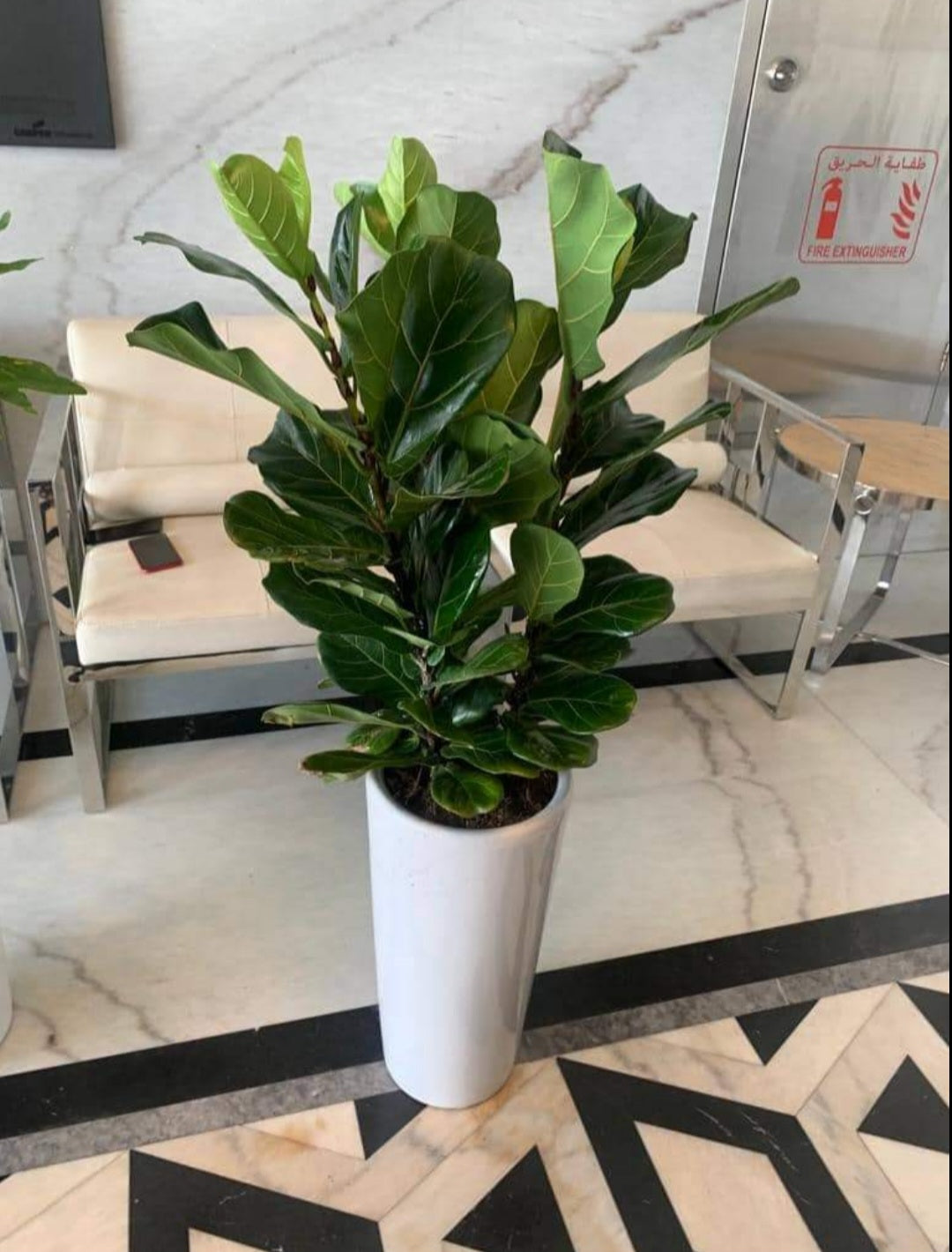 3pp Fiddle in Black or White|130cm