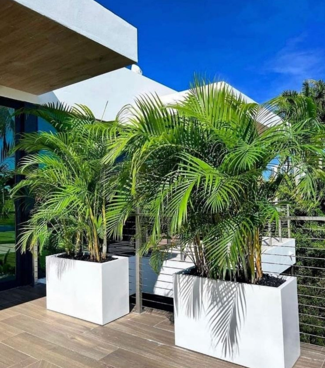 Outdoor Areca In Rectangle