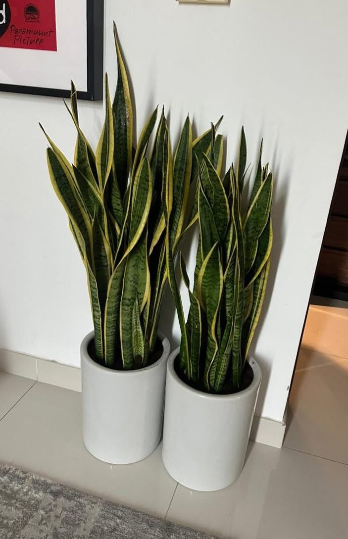 Snakeplant Big in White Ceramic Each Indoor Plants UAE.