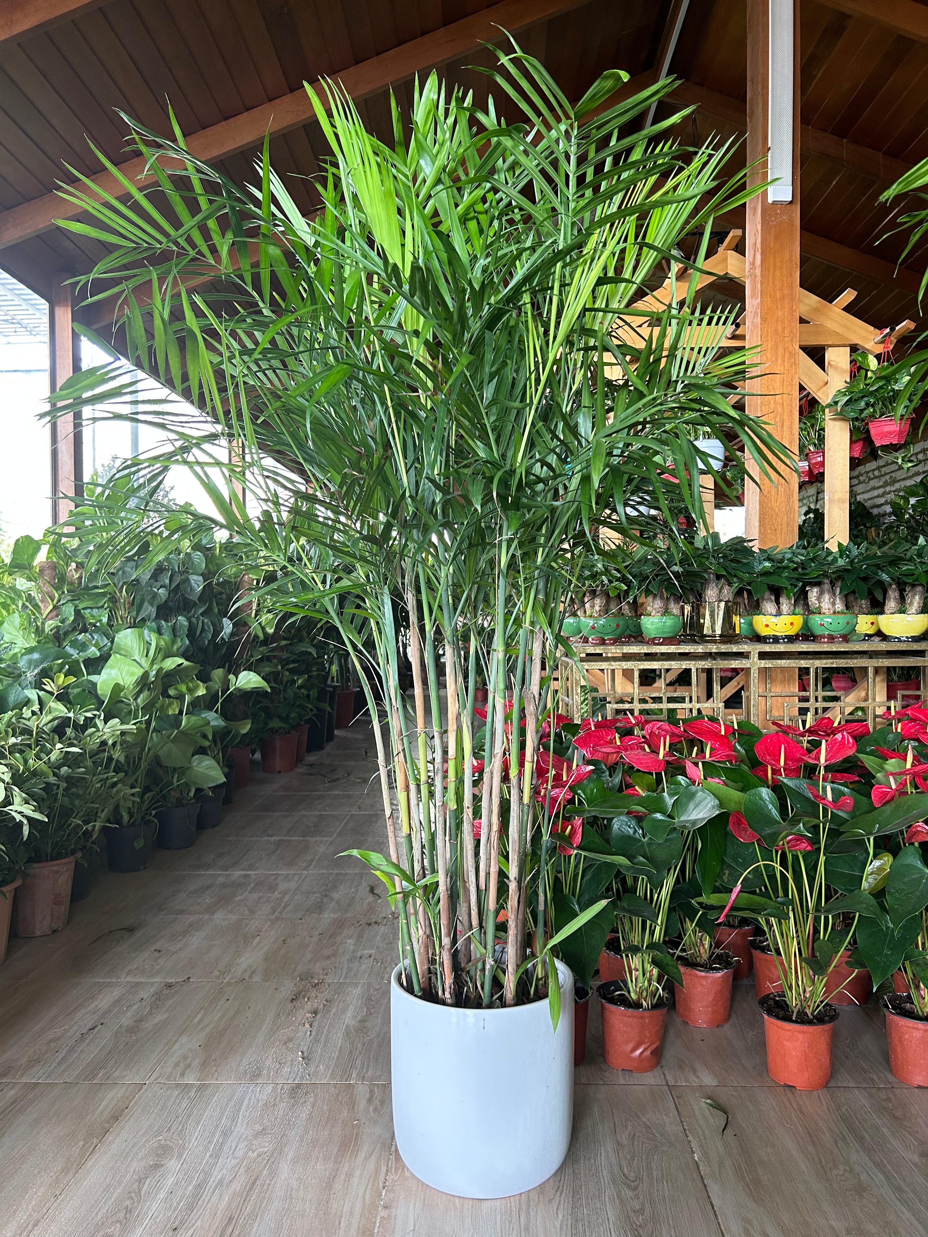 Bamboo Palm (150 to 180cm) IN WHITE PROMO Buy 1 Get 1 Free