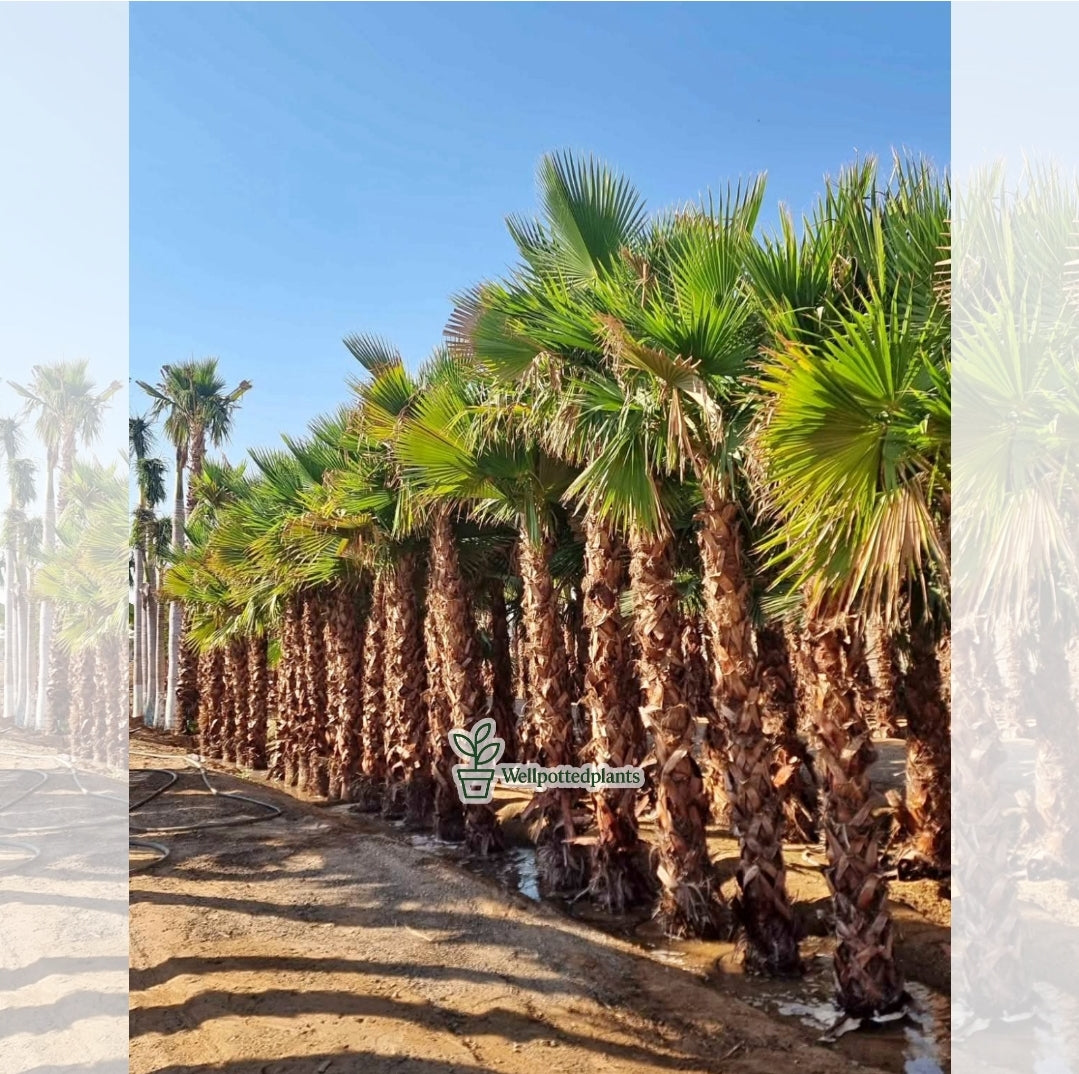 Washingtonia Palm Premium 2m Plants UAE