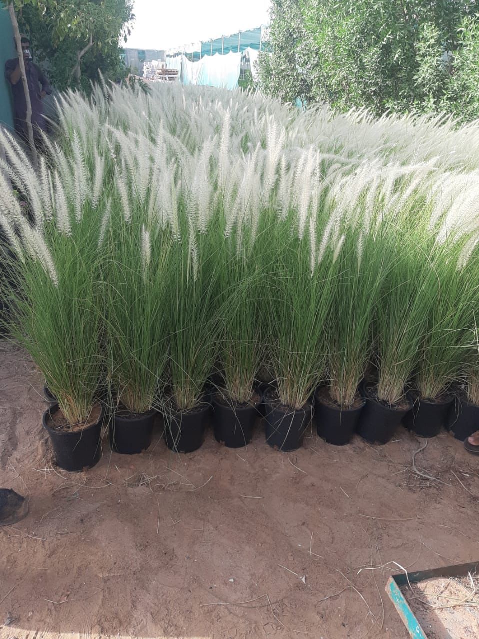 Outdoor Grass