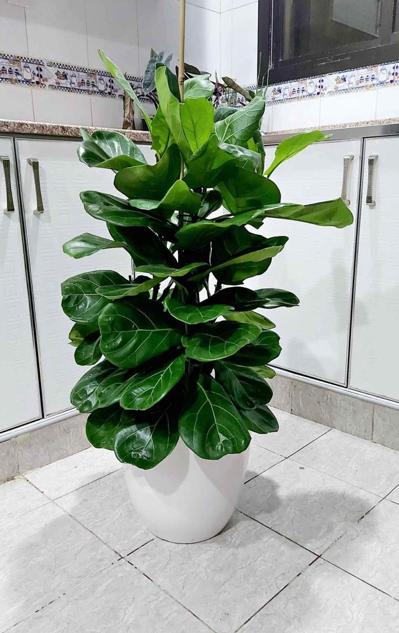 Fiddle in white ceramic at 130-140cm 199DH