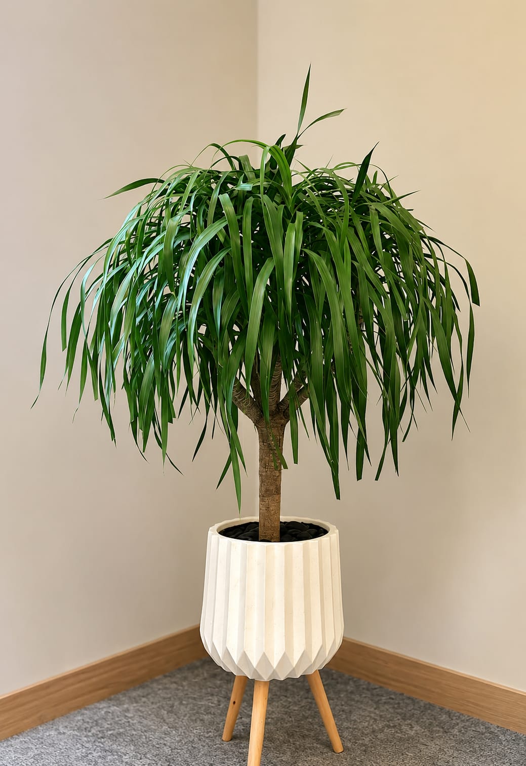 Yucca Big Head Premium