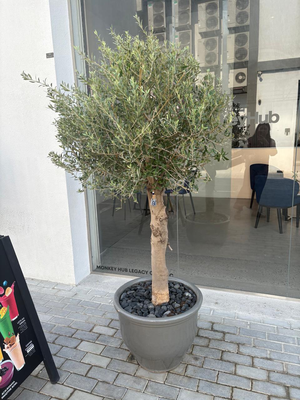 Big Olive Tree in Premium Pot Plant UAE