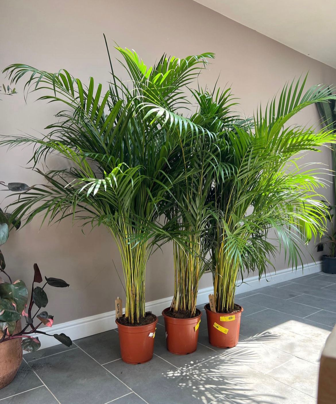 Clearance Sale Areca 130-140cm