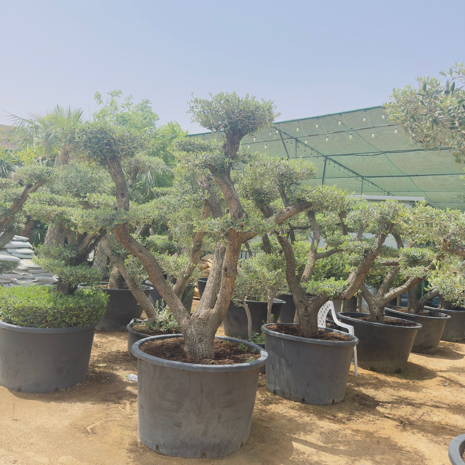 Olive Tree Bonsai Multiple Head Plants Dubai