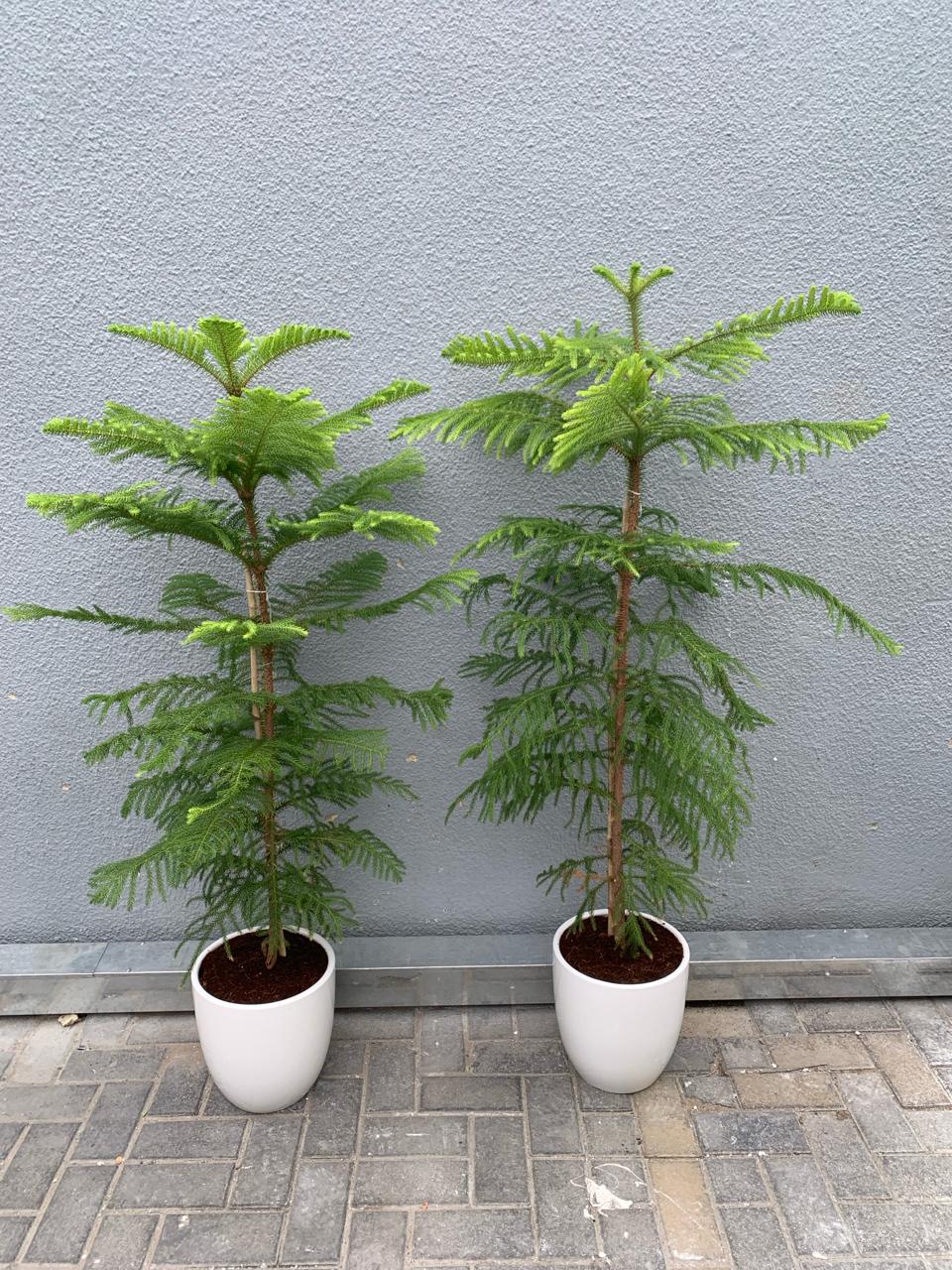 Christmas Pine Tree on Promo