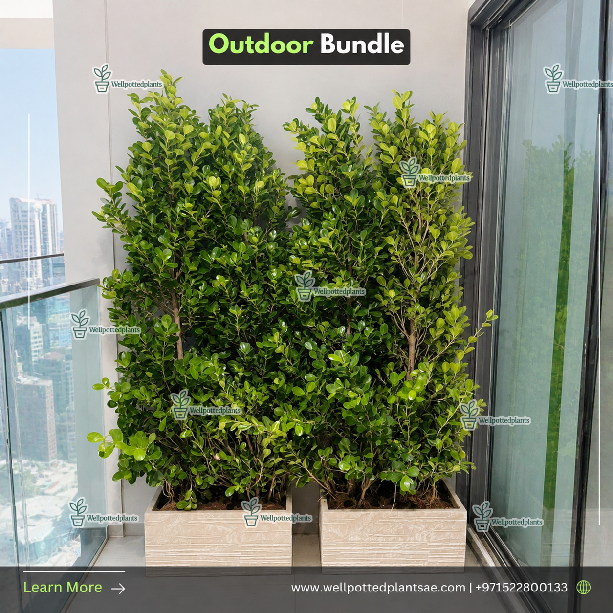 Outdoor Bundle Premium Plants