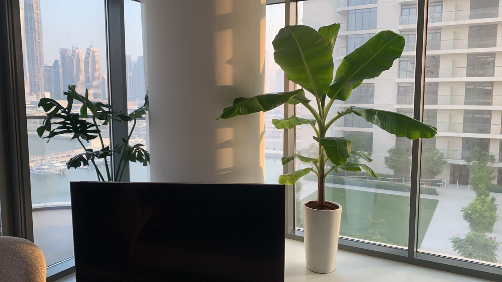 Banana Tree PROMO