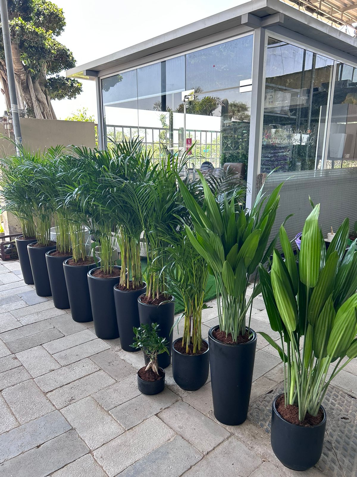 Office Plants 11 Holland Plants Bundle Best Seller New