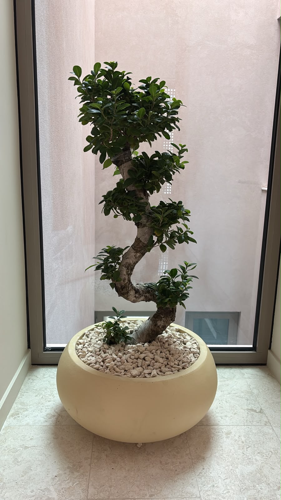 Bonsai premium in fiber beige