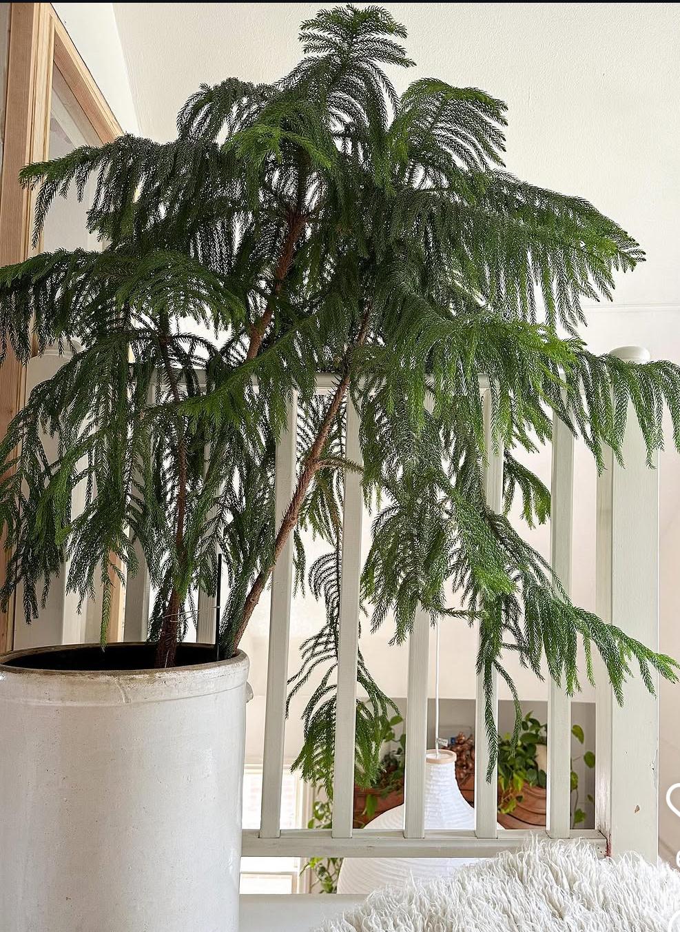 Norfolk Pine Tree Large 1.8m to 2m