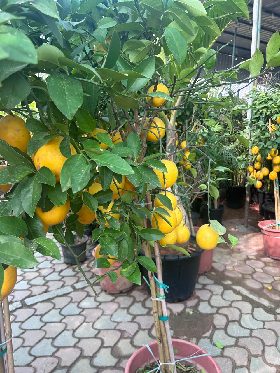 Lemon Tree Promo BIG Ramadan Offer