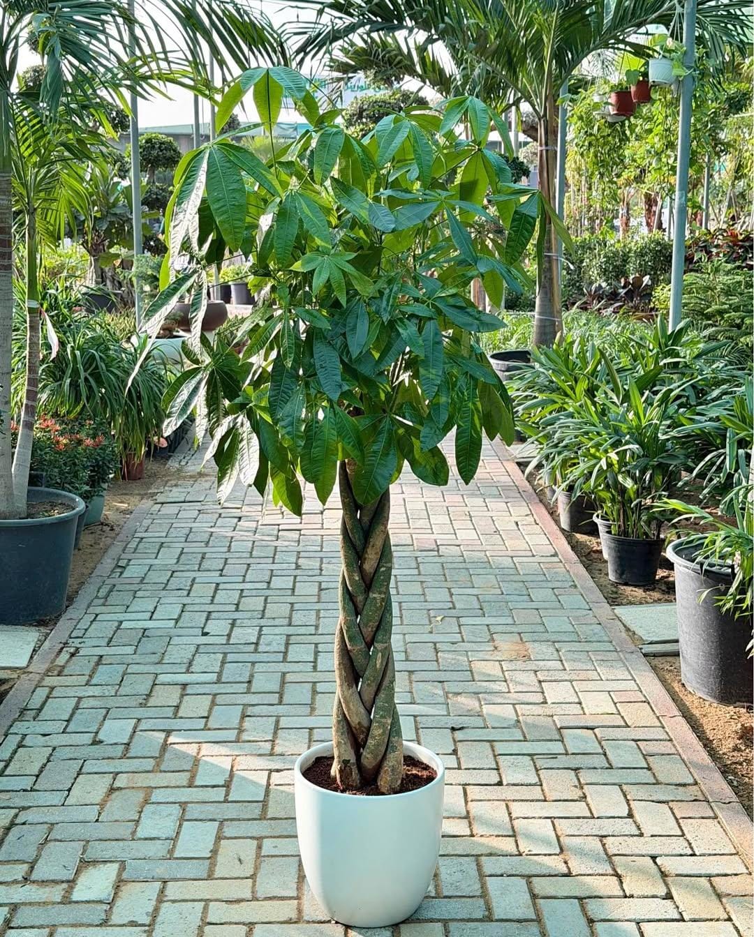 Money Tree or Pachira Medium