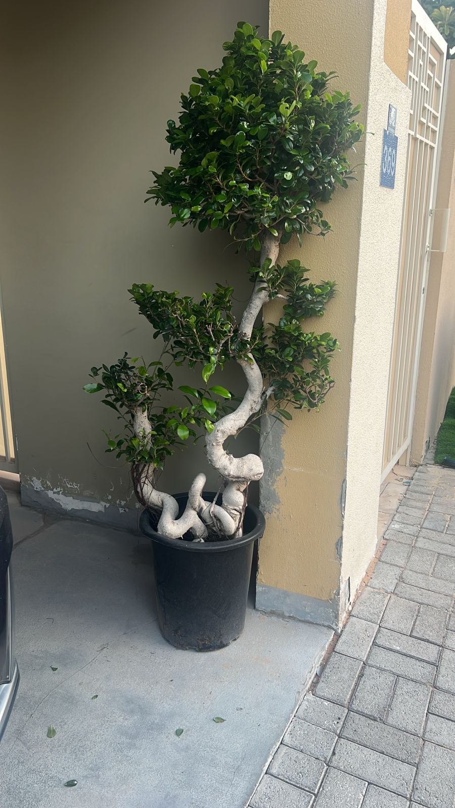 Big Bonsai Unique S-Shape Plants UAE
