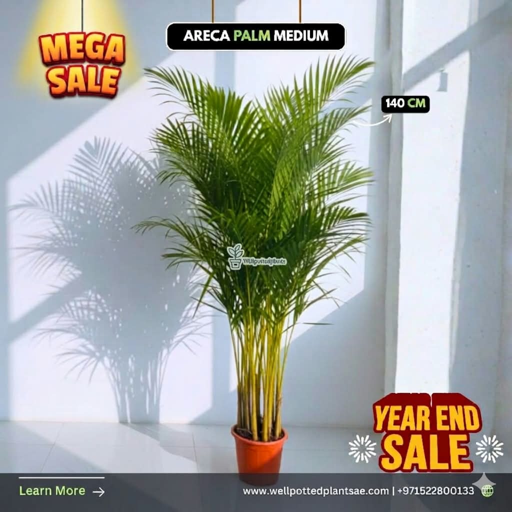 Mega Sale Areca Palm 130-140cm Plants UAE