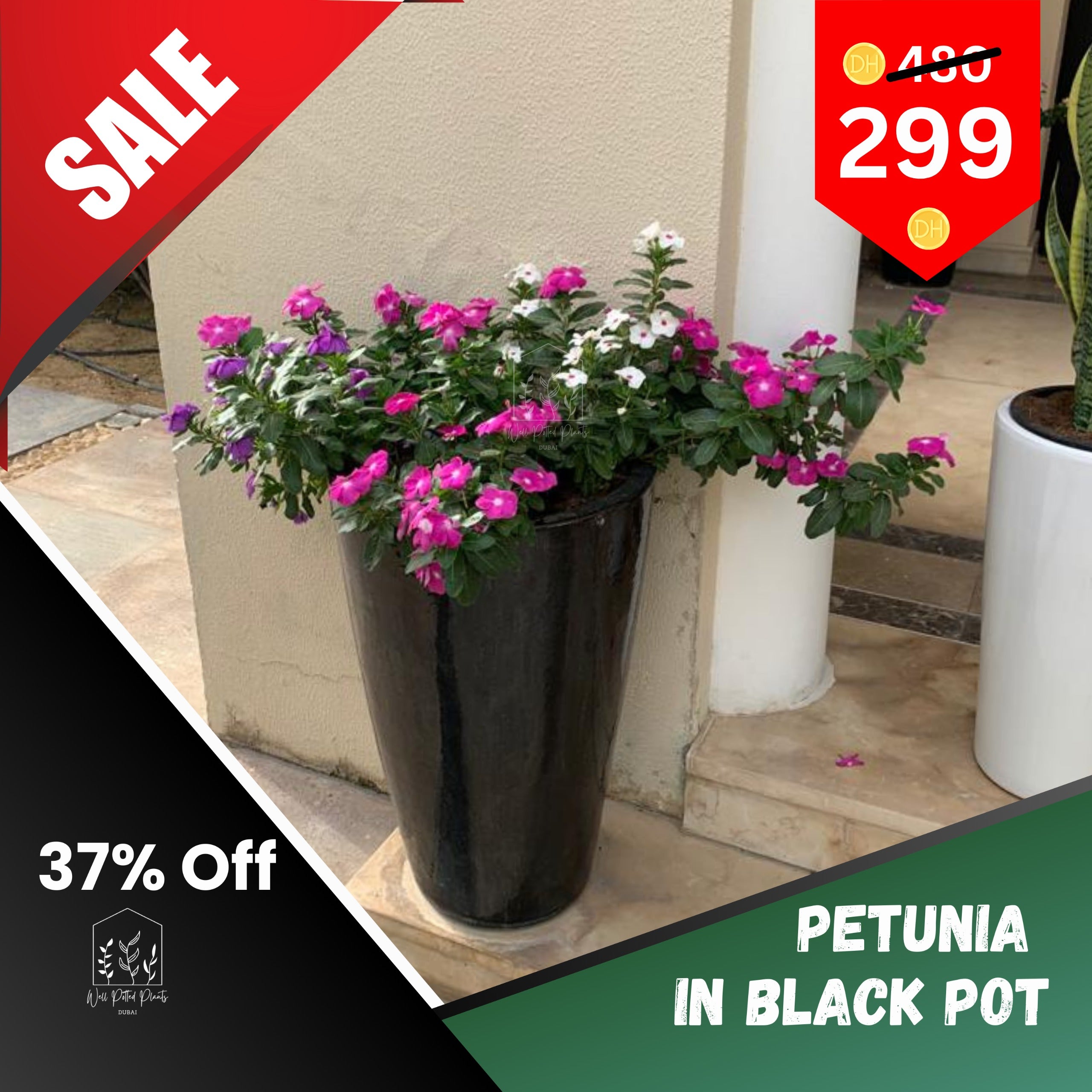 Outdoor Flowers