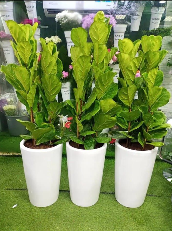 Fiddle Office Plants Bundle of 3pc in Ceramic Pot Promo|130cm