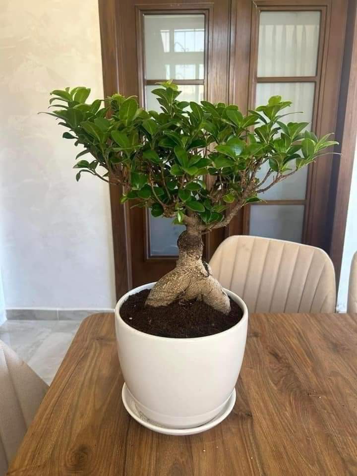 Bonsai in White Ceramic Plants Dubai