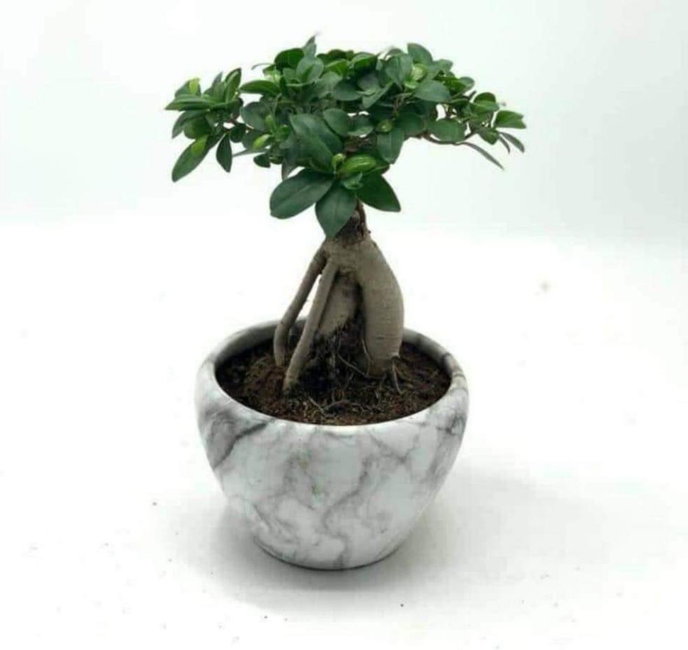 Bonsai Table Nice Plant UAE