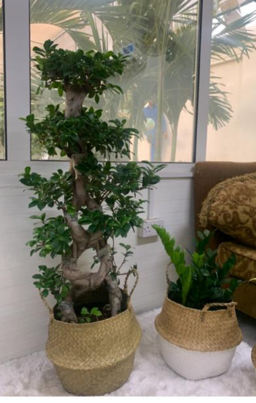 Buy 15-Year-Old Bonsai in Basket, UAE