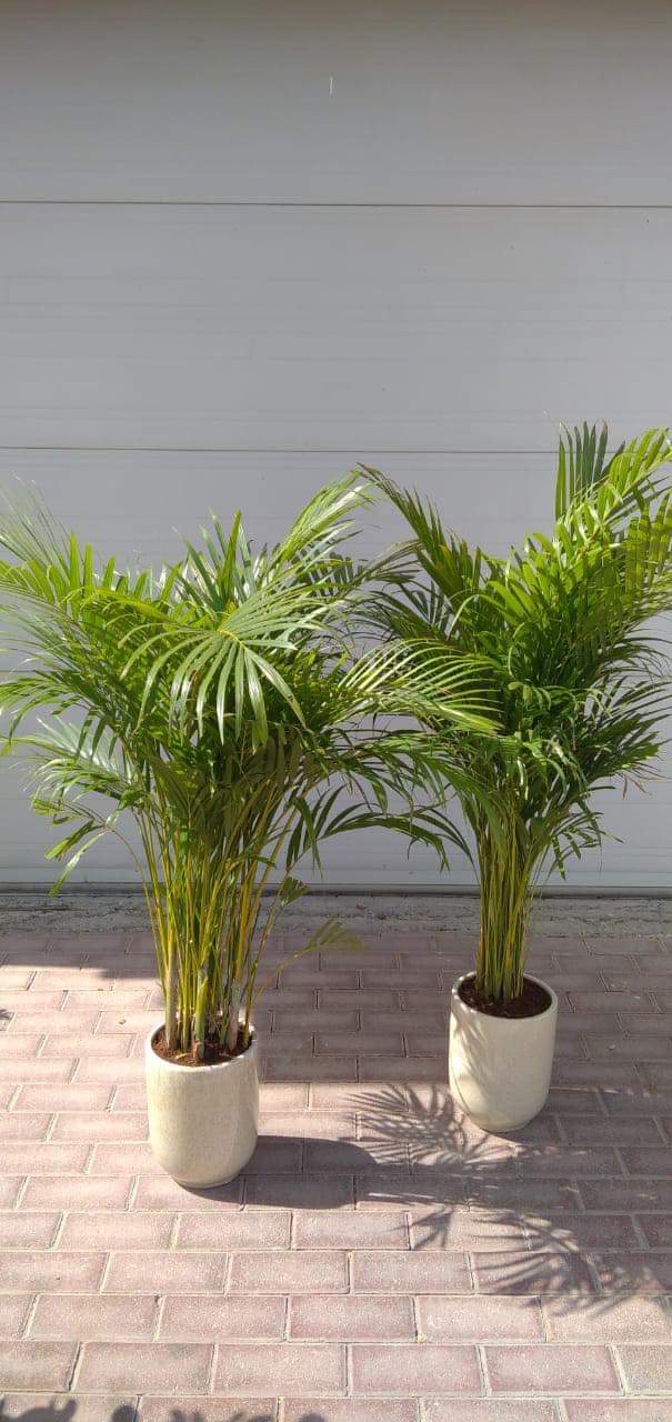 Clearance Sale Areca Bundle Indoor
Plants UAE