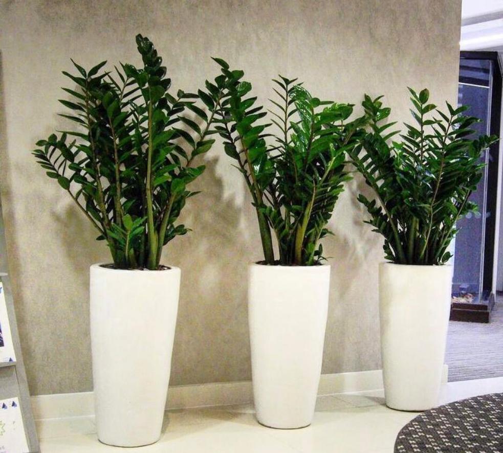 Office Plants Zizi in fiber pot Bundle (3pcs)