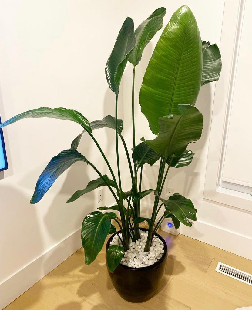 Bird of Paradise in black pot